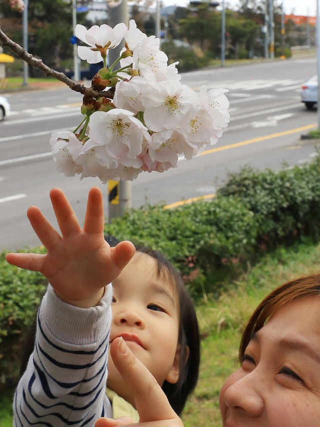 18일 제주시 화북동 번영로 한편에 만개한 벚꽃을 한 어린이가 손을 뻗어 가리키고 있다. /연합뉴스