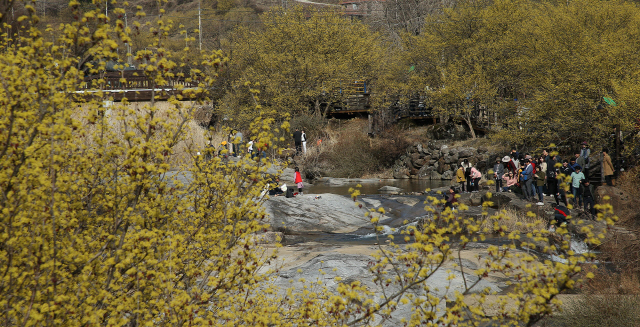 지난 17일 전남 구례군 산동면 지리산 산수유 군락지에 노란 산수유꽃이 만개하자 관광객들의 발걸음이 이어지고 있다. 구례군은 17∼25일까지 9일간 산동면 일대에서 제19회 구례산수유꽃축제를 개최한다. /전남 구례군 제공=연합뉴스