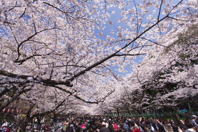 도쿄 우에노 공원에 흩날리는 벚꽃.