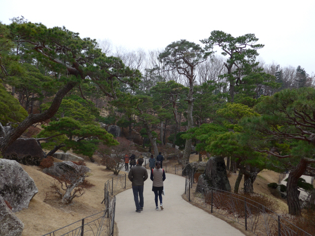 경기도 광주시의 화담숲을 찾은 방문객들이 ‘소나무 정원’을 거닐고 있다.