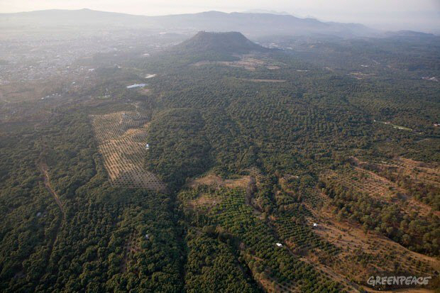 멕시코 미초아칸주 산등성이 곳곳이 아보카도 농사를 위해 벌목된 모습이다. 환경단체는 멕시코 원시림의 50%가 이미 파괴된 상태라고 진단한다./사진=그린피스(Greenpeace) 제공