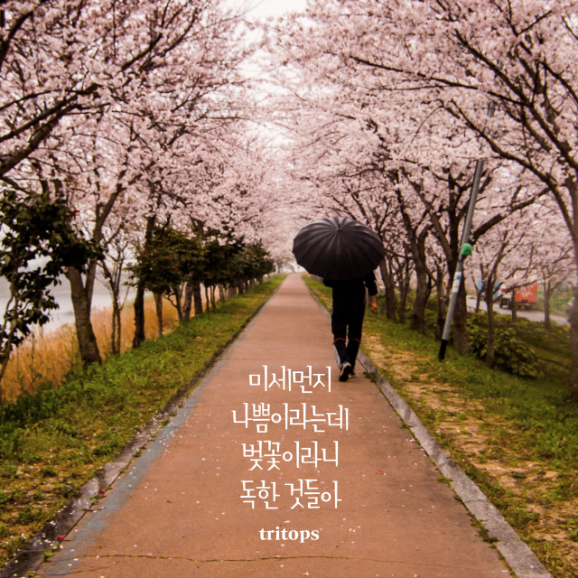 트리탑스, 오늘(28일) 신곡 '미세먼지 나쁨이라는데 벚꽃이라니 독한 것들아' 발매