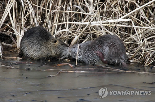 ‘괴물쥐’ 뉴트리아, 포획 현상금 시행 후 개체 수 감소