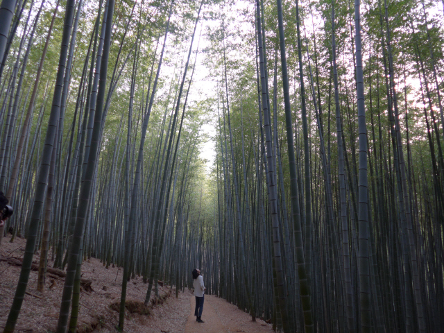 아홉산숲을 찾은 방문객이 대나무숲을 올려다 보고 있다.