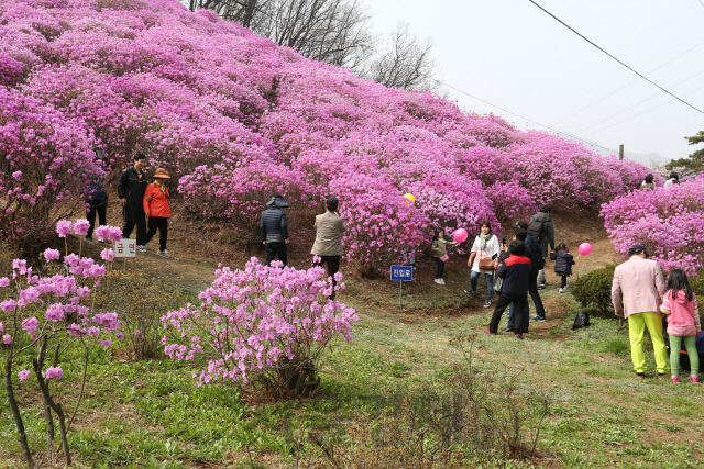 경기도 안양시 효성 안양 공장 진달래 동산에서 시민들이 활짝 핀 진달래를 구경하고 있다. 효성은 오는 7일부터 이틀동안 진달래 동산을 개방하고 진달래 축제를 열 예정이다. /사진제공=효성