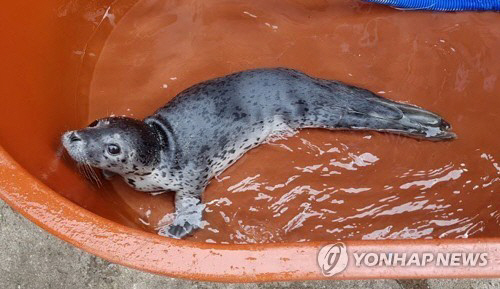 천연기념물 점박이물범 삼척서 발견…“꼬리에 긁힌 상처”