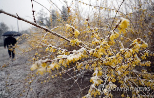 강원 북부산지 대설주의보 해제…양구 해안면 10.6㎝