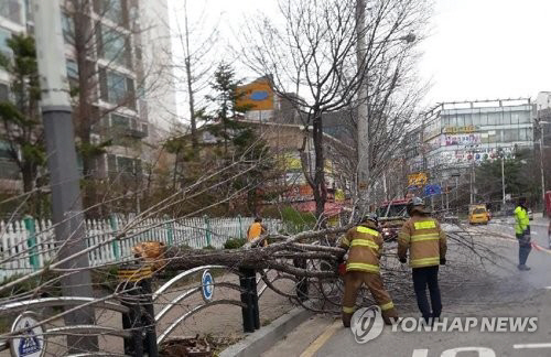 강풍에 쓰러진 나무/인천소방본부 제공=연합뉴스