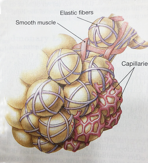 그림에서 동그란 공 같이 생긴 것들이 폐포이고 모세혈관(Capillaries)이 폐포를 감싸고 있다.