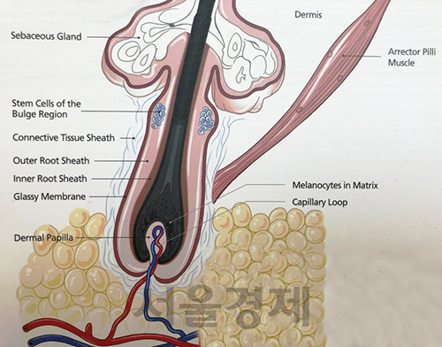 모발의 뿌리. 그림에서 아래 부분의 빨간색과 파란색 선들이 모세혈관이고 모세혈관의 영양공급으로 가운데 검은 부분인 모발이 생성된다.