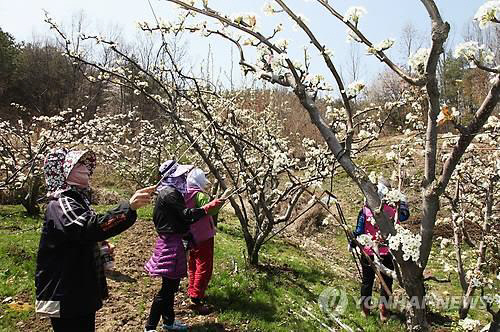 경기도 배 재배지 700㏊ 저온 피해…피해액 200억원 추산