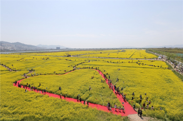 14일부터 22일까지 부산 강서구 대저생태공원에서 유채꽃축제가 열린다. 유채꽃밭 전경./사진제공=부산시