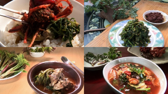 ‘한국인의 밥상’ 최불암, 봄 기운 가득 ‘첫 나물’ 밥상 소개