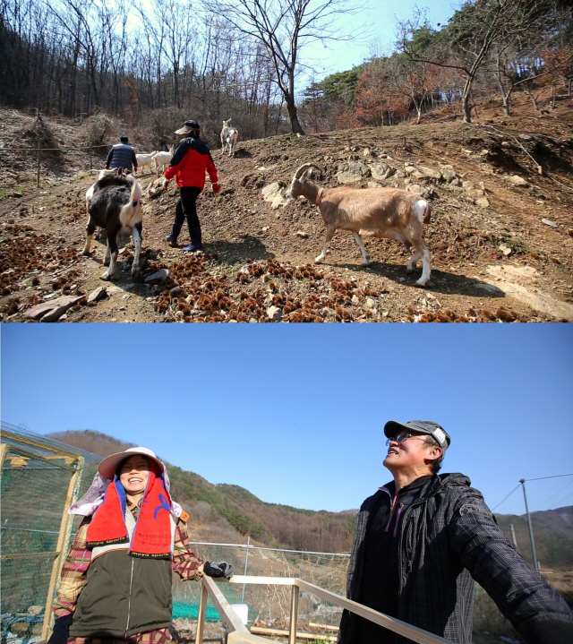 ‘한국기행’ 충남 청양 산골짜기 산양목장 부부의 봄 맞이