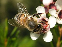 꿀벌 사진/위키피디아