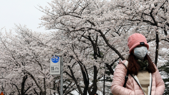 쌀쌀한 날씨 속에 여의도 벚꽃축제가 시작된 7일 오전 한 외국인이 윤중로 벚꽃길을 걷고 있다. /연합뉴스