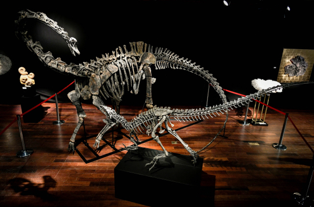 전체 길이가 12m에 달하는 디플로도쿠스(뒤) 공룡·훨씬 작은 3.8m 길이의 알로사우루스 공룡 /파리=AFP연합뉴스
