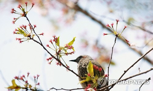 17일 경남 함양군 백전면 50리 벚꽃길에서 직박구리 한 마리가 벚꽃이 떨어진 나뭇가지에 앉아있다 (사진=연합뉴스)