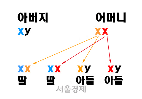 성염색체 유전 양식: 자녀는 아버지에게서 하나, 어머니에게서 하나의 성 염색체를 받게 된다. 아들의 X 염색체는 모두 어머니에게서 전해진 것으로 X염색체의 탈모 유전자는 어머니에게서만 받게 된다.