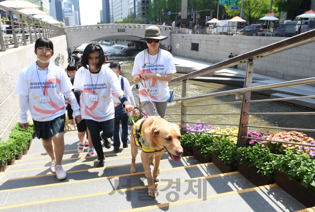 '세계안내견의 날'을 맞아 25일 서울 청계광장에서 삼성화재 안내견학교 주최로 열린 '안내견 보행체험'에서 참가자들이 안내견, 안내견 훈련사와 함께 보행체험을 하고 있다./권욱기자ukkwon@sedaily.com