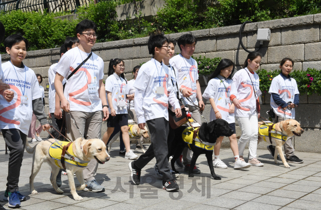 '세계안내견의 날'을 맞아 25일 서울 청계광장에서 삼성화재 안내견학교 주최로 열린 '안내견 보행체험'에서 참가자들이 안내견, 안내견 훈련사와 함께 보행체험을 하고 있다./권욱기자ukkwon@sedaily.com