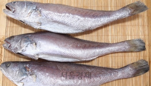 신안산 민어의 가격은 1kg 당 3만3,000~4만4,000원 정도다.