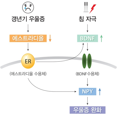 침을 통한 갱년기 우울증 완화 효과 원리. /출처=한국한의학연구원