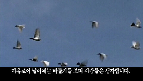 [영상] 남북정상회담날 북한 선전채널에 올라온 '비둘기 영상' 정체는?