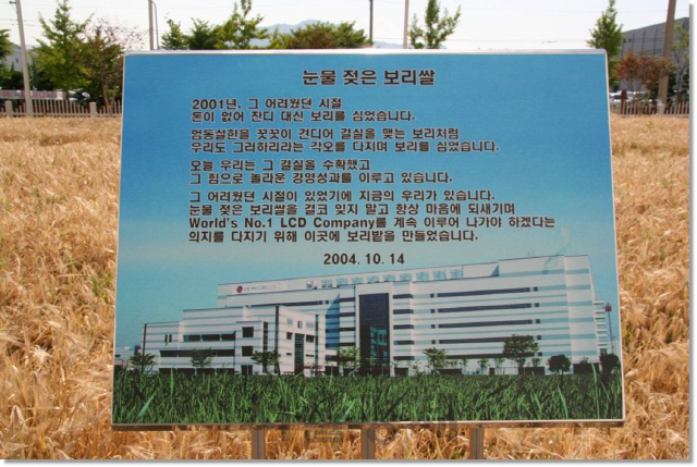 지난 2001년 비용절감과 분발하는 차원에서 잔디 대신 보리를 심었음을 알리는 표지판. /사진제공=LG디스플레이