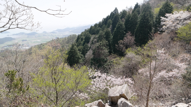 달마산에서 내려다본 풍경. 겨우내 움츠렸던 나무들이 저마다의 빛깔로 꽃망울을 터뜨렸다.