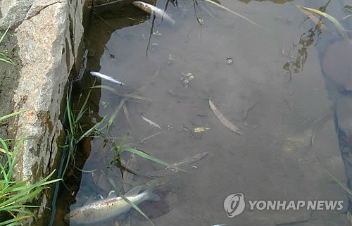 영천 세제 공장서 나온 화학물질 하천 유입…물고기 떼죽음