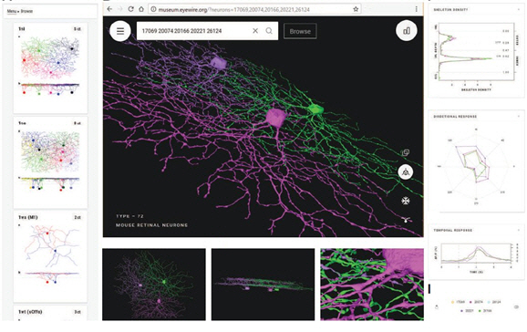 망막의 신경절세포 유형을 온라인 가상전시관으로 구축한 ‘museum.eyewire.org’ 홈페이지. 세포 유형별 탐색을 위한 안내도(왼쪽), 선택된 유형이 가운데 화면에 표시된 모습(가운데), 세포의 3차원 구조를 관찰해 수상돌기의 망막 깊이에 대한 분포도와 시각 자극에 대한 반응 활성도를 나타낸 그래프(오른쪽). /자료=뇌연구원