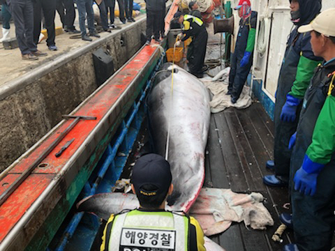‘바다의 로또’로 불리는 대형 밍크고래가 19일 전북 군산 어청도 해역에서 그물에 걸려 죽은 채 발견됐다. /보령해경 제공=연합뉴스