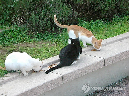 길고양이 아닌 집고양이 중성화수술한 뒤 지원금 챙긴 수의사