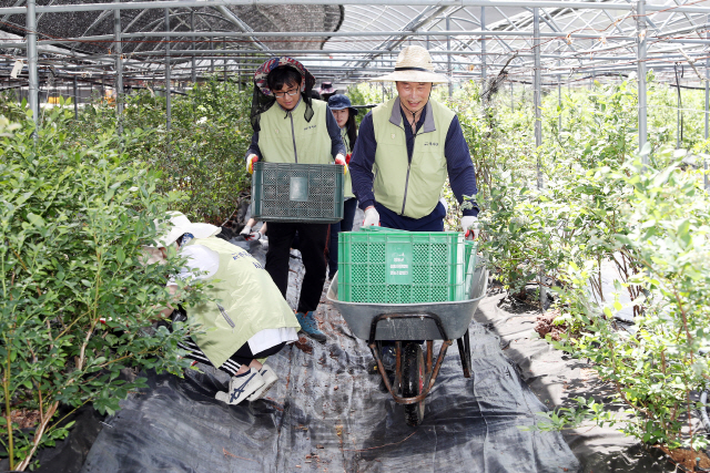 김상균(사진 오른쪽 첫번째) 한국철도시설공단 이사장과 직원들이 금강모치마을에서 농촌일손돕기 봉사활동을 펼치고 있다. 사진제공=한국철도시설공단