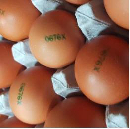 경기 파주 농가서 ‘살충제 계란’ 검출…전량 회수·폐기