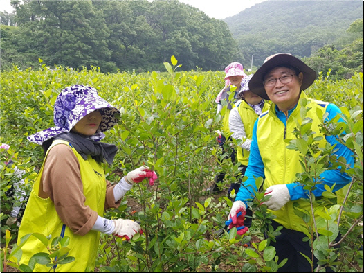 30일 경기도 남양주시 와부읍 아로니아 재배 농가에서 고태순(오른쪽) NH농협캐피탈와 임직원들이 농촌 일손돕기를 하고 있다. /사진제공=NH농협캐피탈