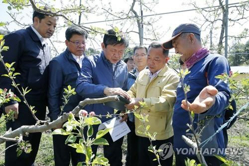 라승용 농촌진흥청장(왼쪽 세번째)이 지난 4월 19일 전북 장수군 장계면의 한 사과 재배 농가에서 이상저온 현상으로 인한 농작물 피해 상황을 점검하고 있다. /농촌진흥청 제공=연합뉴스