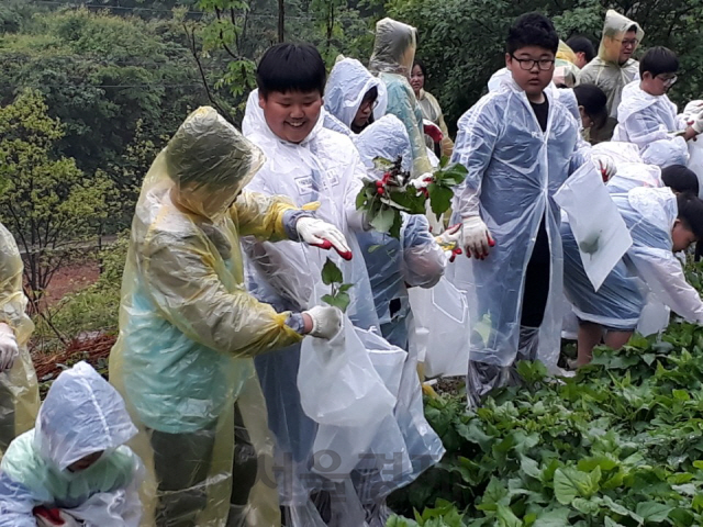 학생들이 문경 궁터산촌생태마을에서 산나물 채취 체험을 하고 있다./제공=경북도.