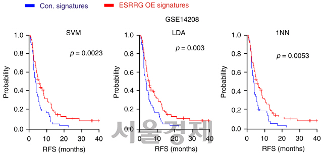 에스트로겐 관련 수용체 감마(ESRRG 또는 ESRR-감마)가 활성화된 위암 환자는 그렇지 않은 환자에 비해 무재발 생존률(RFS)이 높고 생존기간이 길었다.