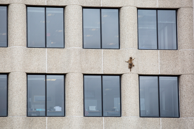 지난 12일(현지시간) 미국 미네소타주 세인트폴의 25층짜리 ‘UBS 플라자’ 건물 외벽 한 너구리가 등반하고 있다. /로이터연합뉴스