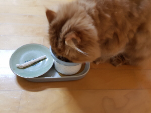건식 사료는 고양이가 ‘아그작 아그작’ 씹어먹을 때 플라그를 제거하기도 합니다.
