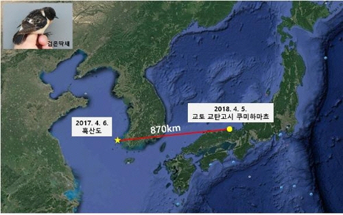 검은딱새의 이동경로 확인 현황[국립공원관리공단 제공]