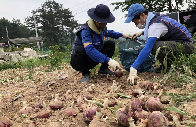 현대자동차 임직원들이 19일 자매결연마을인 울주군 언양읍 번곡하리마을에서 양파 수확을 돕고 있다. /사진제공=현대자동차