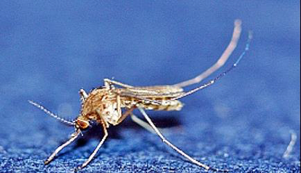 충북에서 올해 처음 일본 뇌염 모기가 발견됐다. 사진은 일본뇌염 매개체인 작은빨간집모기./출처=연합뉴스
