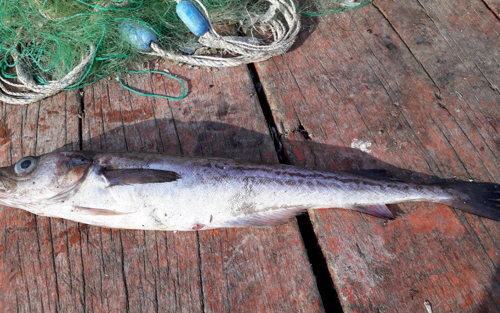 명태·꽁치 밥상서 사라진다…온난화에 어획량 '급감'