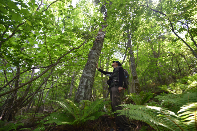 국립백두대간수목원 연구원이 구룡상에서 발견된 분비나무를 살펴보고 있다. 사진제공=국립백두대간수목원