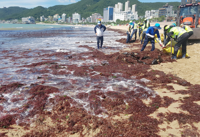 태풍 파도에 밀려온 해초       (부산=연합뉴스) 조정호 기자 = 제7호 태풍 ‘쁘라삐룬’이 동해 상으로 빠져나간 4일 부산 해운대구 송정해수욕장에서 환경미화원들이 해변으로 밀려온 해초를 수거하고 있다. 2018.7.4       ccho@yna.co.kr (끝)      <저작권자(c) 연합뉴스, 무단 전재-재배포 금지>