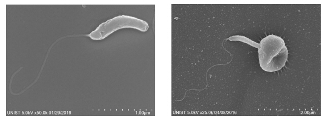 벨로(왼쪽)와 벨로가 그람음성균을 공격하는 모습. /사진제공=UNIST