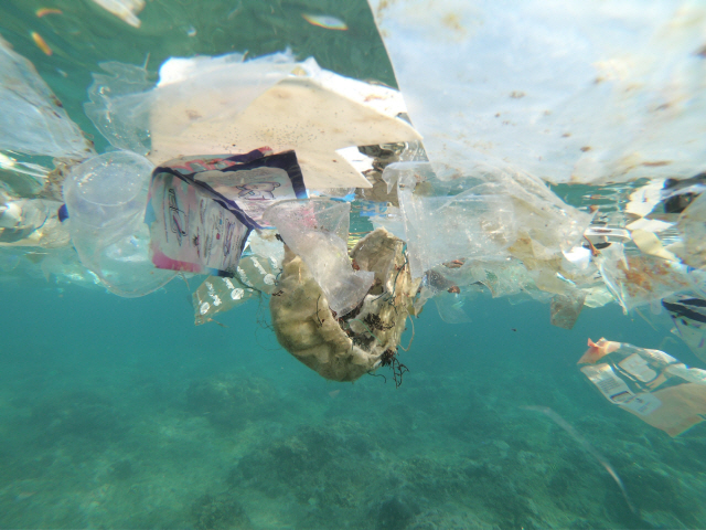 바닷속에 버려진 비닐봉지 /로이터연합뉴스